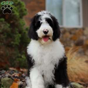 Jackson, Sheepadoodle Puppy